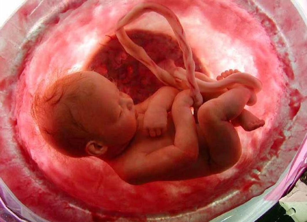Resultado de imagem para feto humano
