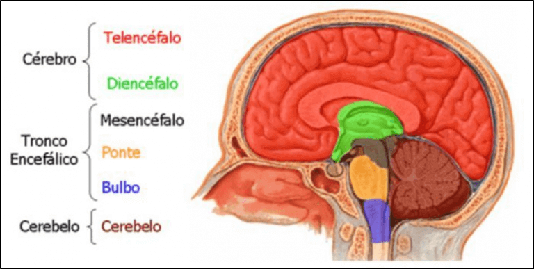 anatomia del cerebro