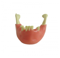 4013 T - Mandíbula com Todos os Dentes - Harte Instrumentos Cirúrgicos