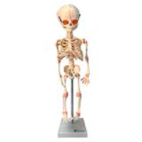 Esqueleto Humano 85 cm Articulado com Nervos e Vasos Sanguíneos - Portal do  Médico